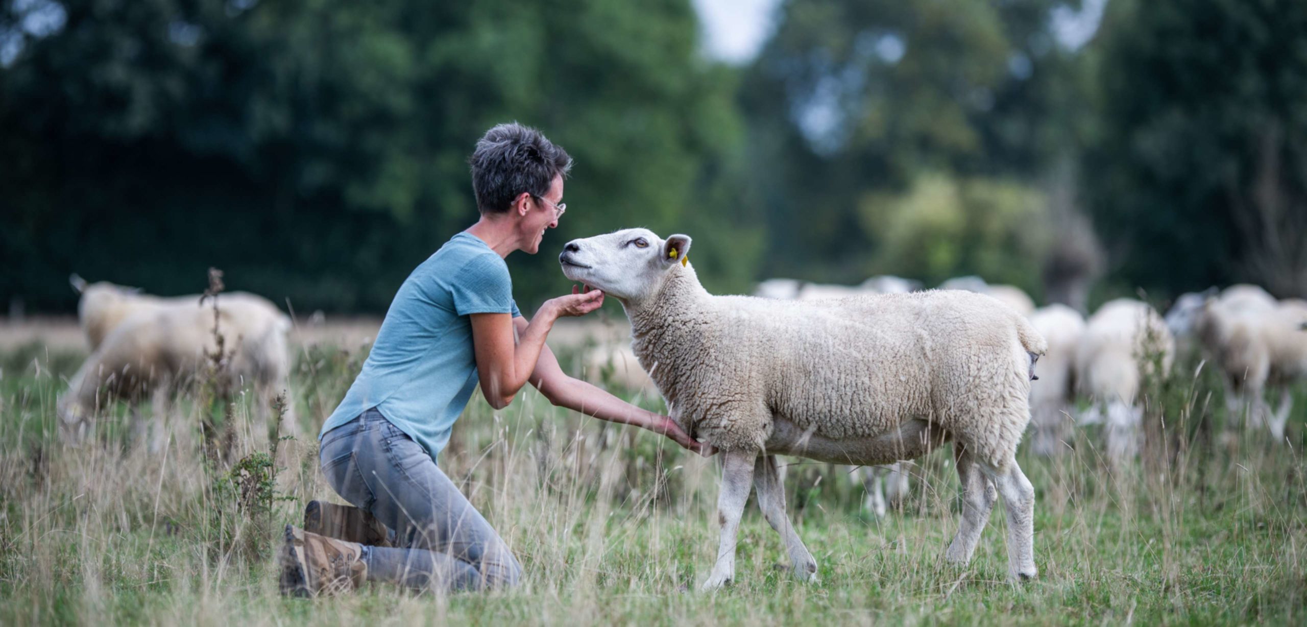 agricultrice-normandie-ovins